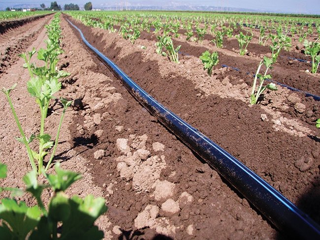 Drip irrigation tape installed along vegetable crop rows