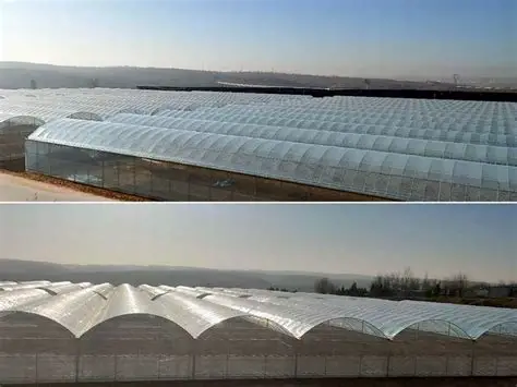 Greenhouse film