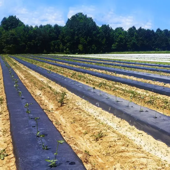 Black mulch film installed in commercial crop rows