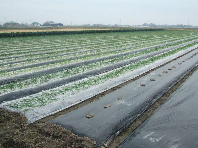 Agricultural Mulch Film