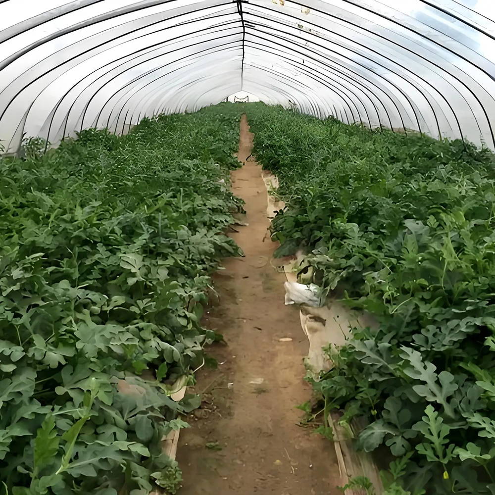 Greenhouse film installed on agricultural structure