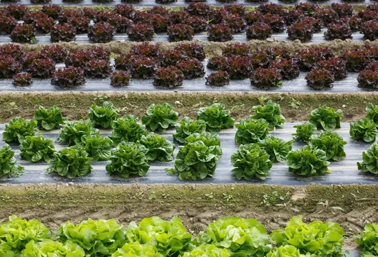 Black mulch film application inside protected cultivation tunnels