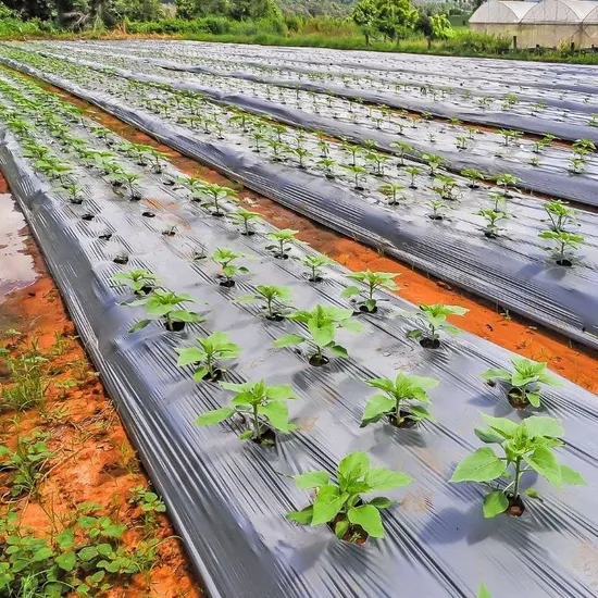Silver-black agricultural mulch film installed in a vegetable field