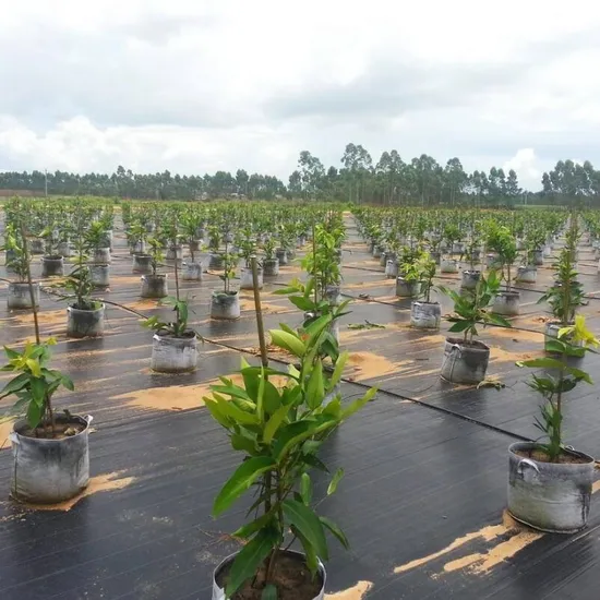 PP weed control fabric for agricultural planting