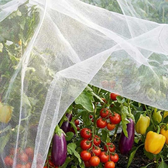 Insect Net
