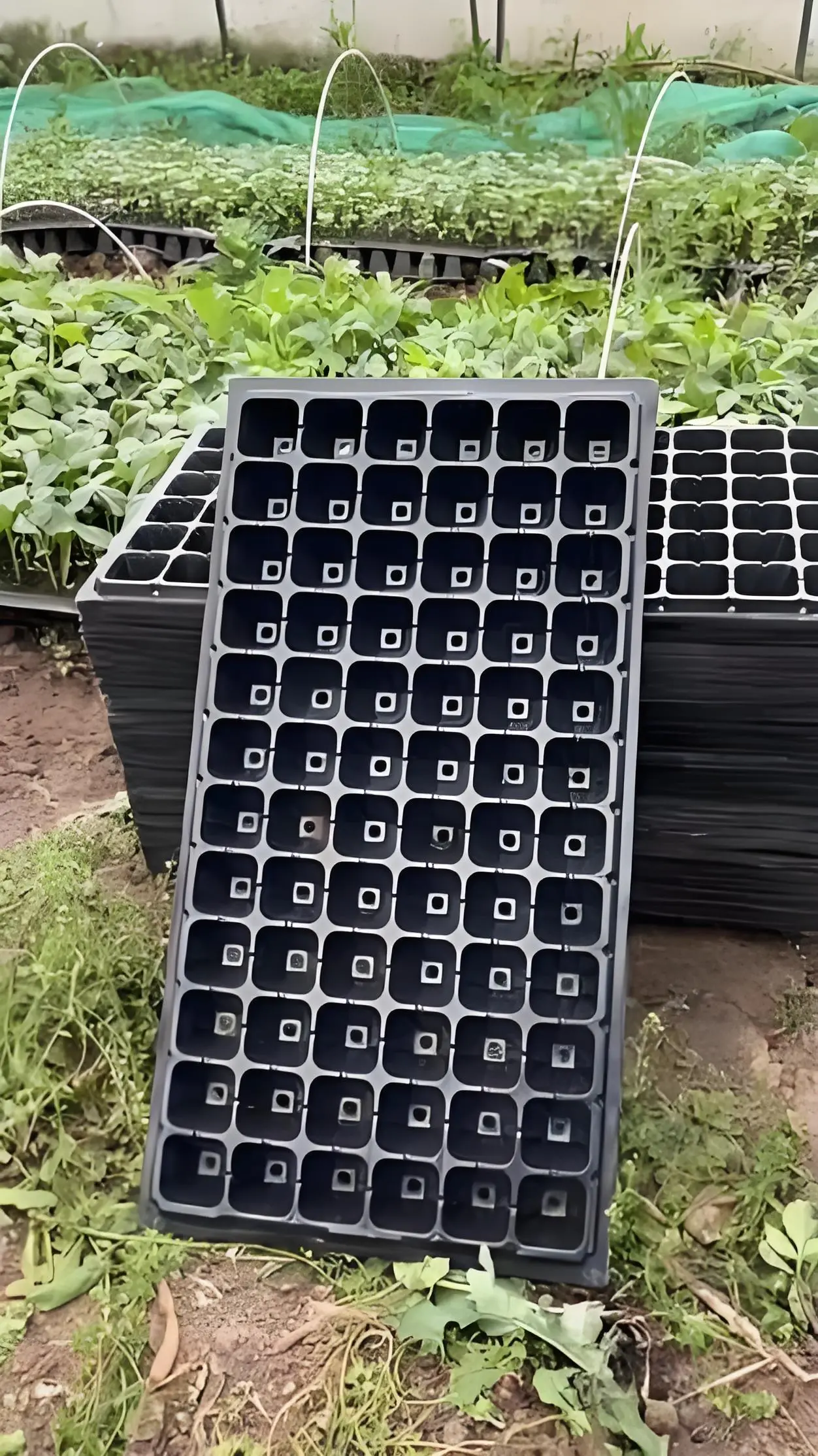 Seedling tray