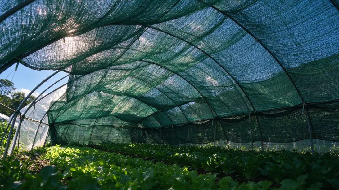 Green shade net covering a greenhouse tunnel over vegetable crops