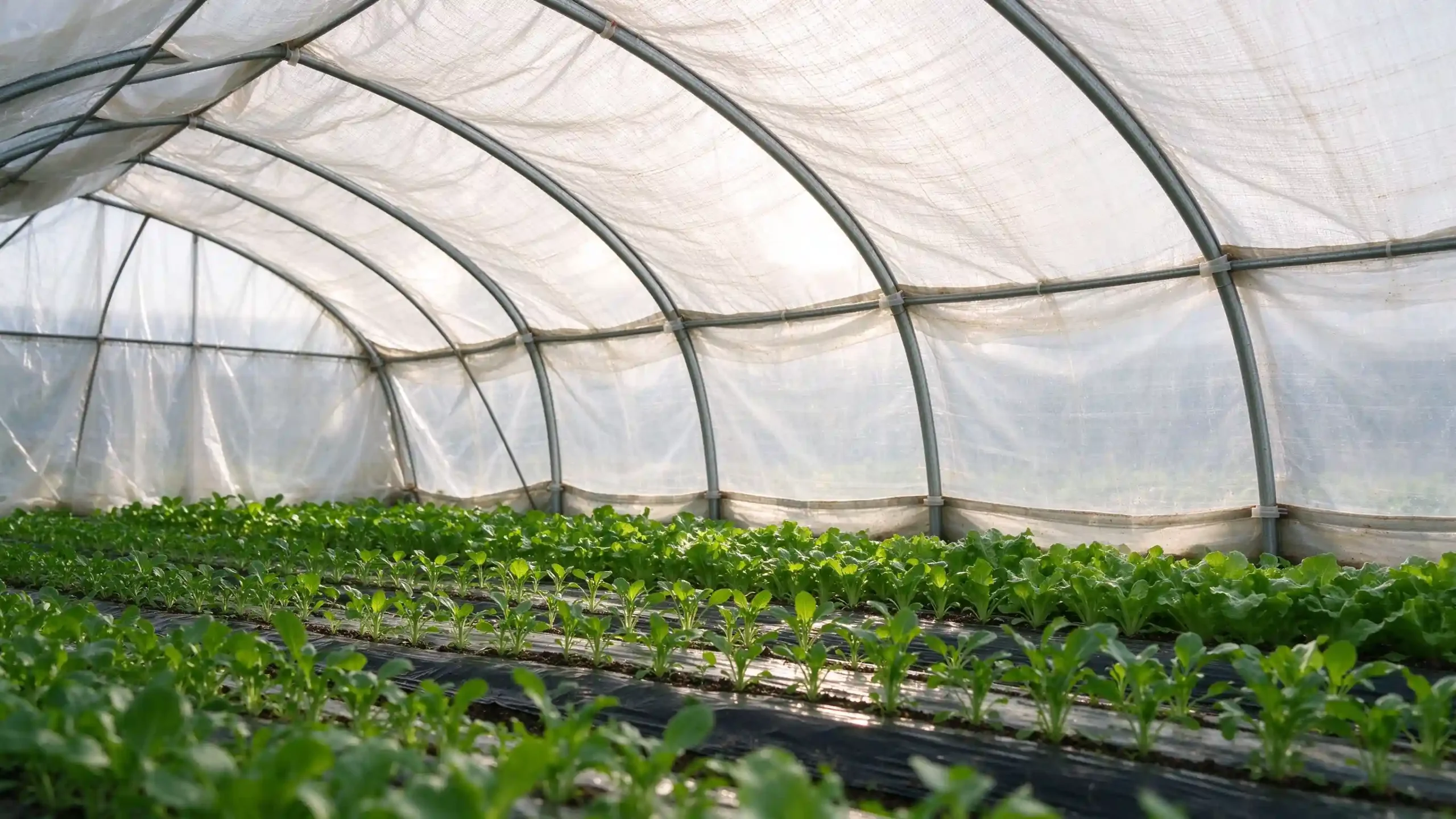 Tarp Interior Plants