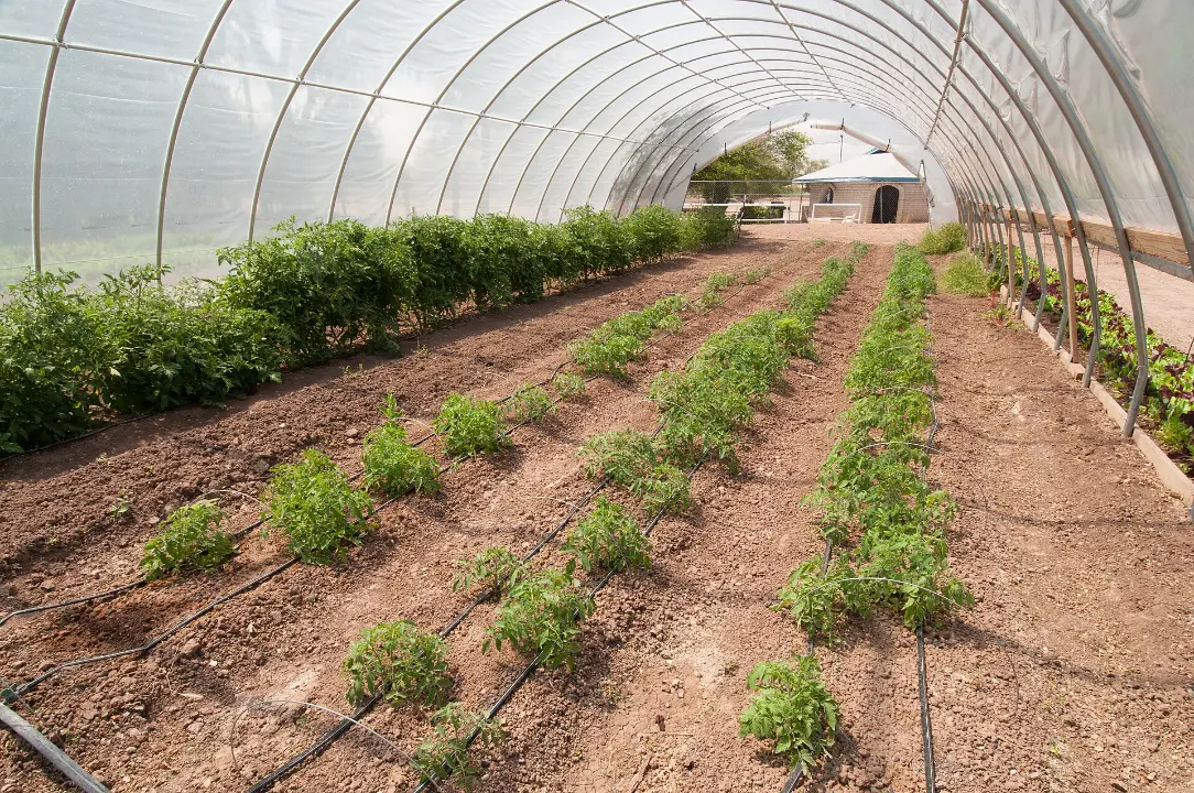 High tunnel with vegetable rows and drip irrigation