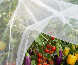 Insect Net